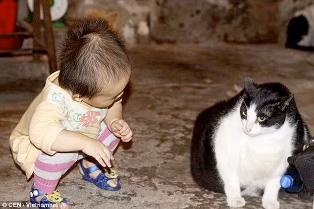Đặc biệt hơn, Miu tuy béo nhưng vẫn hoạt động bình thường, nhảy bậc nhanh nhẹn, di chuyển linh hoạt. Không giống như Elvis, béo đến nỗi không thể đi đứng, luôn phải nhờ đến sự trợ giúp của chủ nhân.