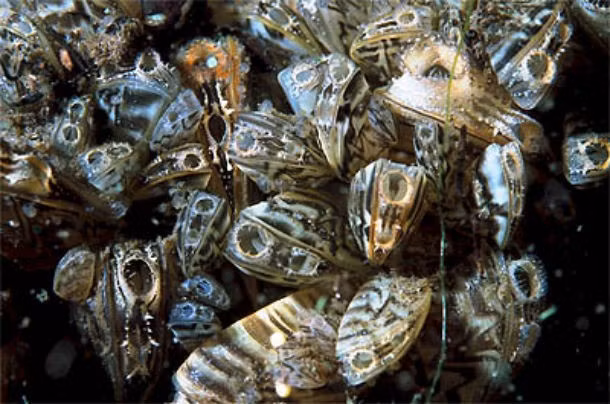 Hến Zebra, đây là những sinh vật có kích thước chỉ nhỏ như một cái móng tay nhưng một con cái có thể đẻ trứng từ 100.000 đến 500.000 quả mỗi năm, góp phần bành trướng lãnh thổ của mình một cách nhanh chóng.