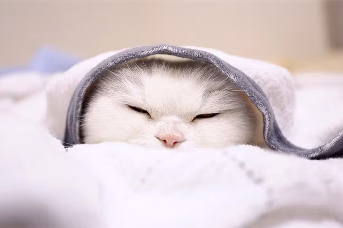 Hiện Ura đang bị suy thận do tuổi cao, cô nàng di chuyển chậm chạm nhưng vẫn rất thoải mái.