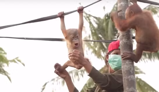 Sau hai năm, Rickina đã hoàn toàn hòa nhập với cuộc sống ở trại bảo hộ đười ươi hoang dã ở Indonesia, có rất nhiều bạn bè.