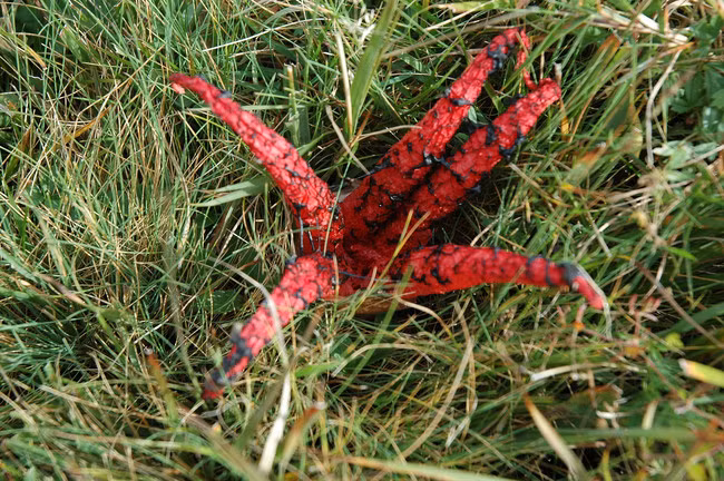 Khi ở trong lòng đất chưa nở, nấm Clathrus archeri có dạng trứng màu trắng, đến thời điểm thích hợp, nó bung ra, thò ra ngoài những cánh màu đỏ hồng, phần đầu cánh nhọn, cong rủ xuống.
