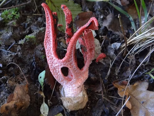 Clathrus archeri là loài nấm bản địa của Australia và Tasmania nhưng cũng có thể tìm thấy được châu Âu, Bắc Mỹ, và châu Á.