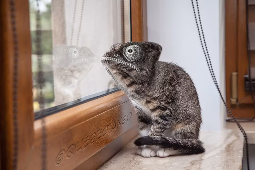 Tắc kè lai mèo sẽ tạo ta một động vật vừa đáng sợ và đáng yêu như thế này.