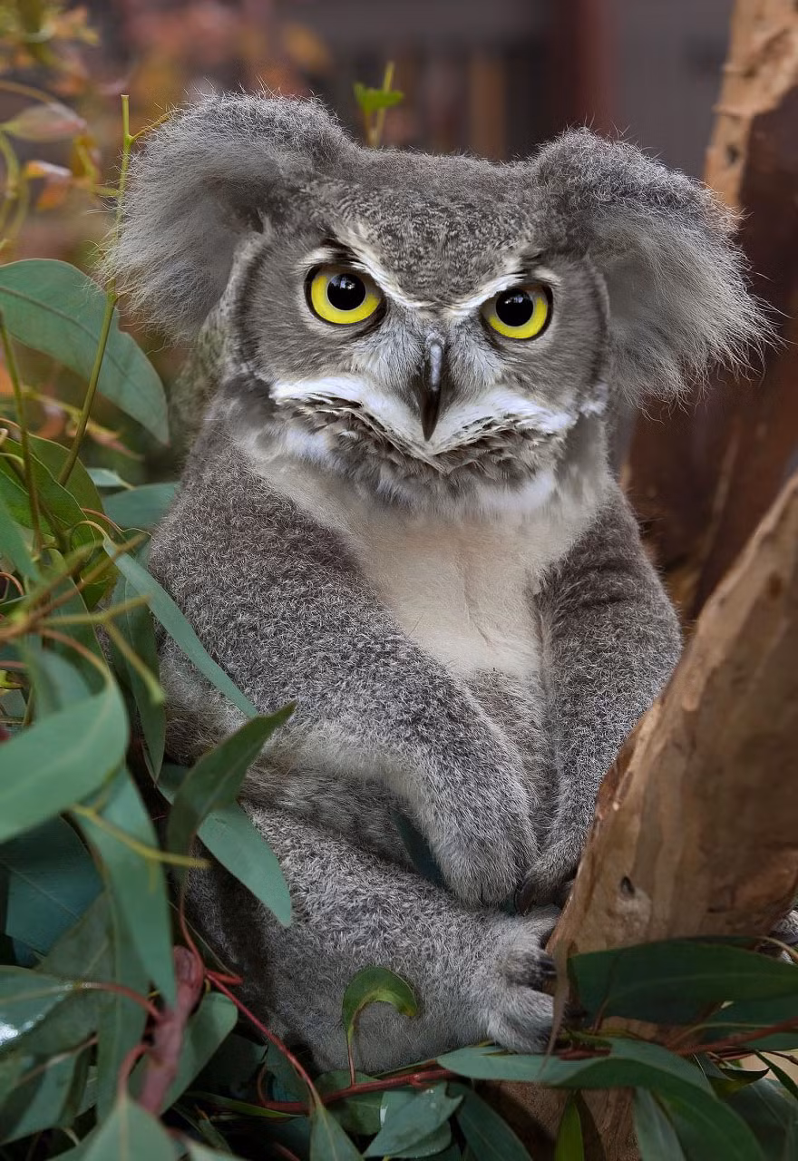 Cú mèo lai gấu koala cho ra đời một sinh vật vừa ngộ nghĩnh lại sắc sảo như thế này.