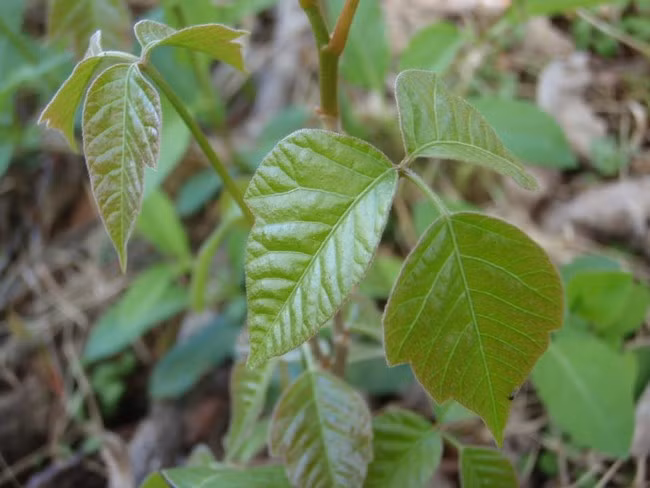 Cây Poison Ivy, đây là một loài thực vật có chứa chất độc khiến một người trưởng thành phải bỏ mạng không thể nghi ngờ.