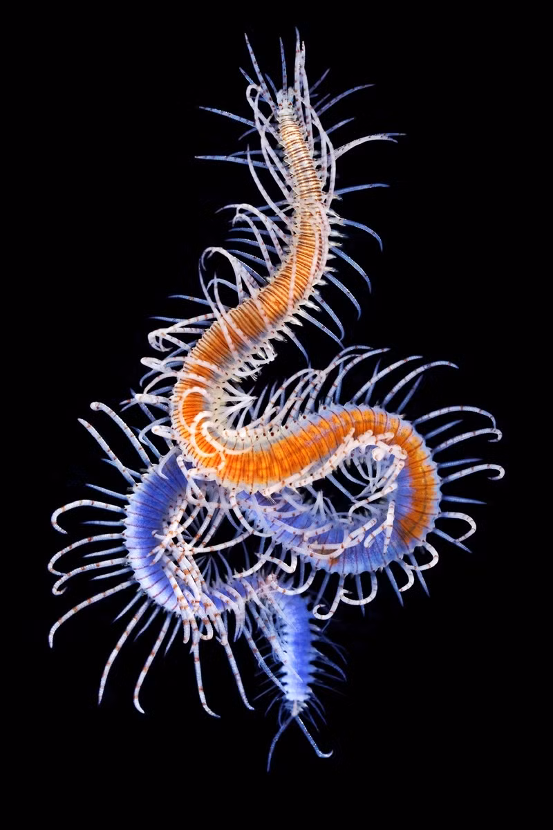 Một con sâu Syllidae thuộc họ Giun nhiều tơ.