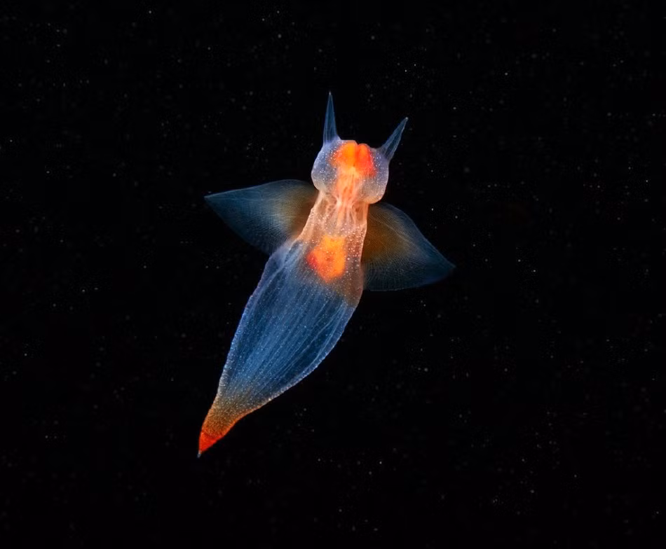 Clione limacina, một loài thuộc họ thiên thần biển, sinh sống ở cả Bắc Băng Dương và biển Nam Cực.