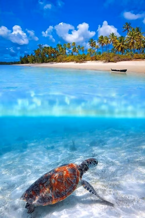 Rùa biển đang dạo bộ trên nền cát gần bãi biển đảo Zanzibar.