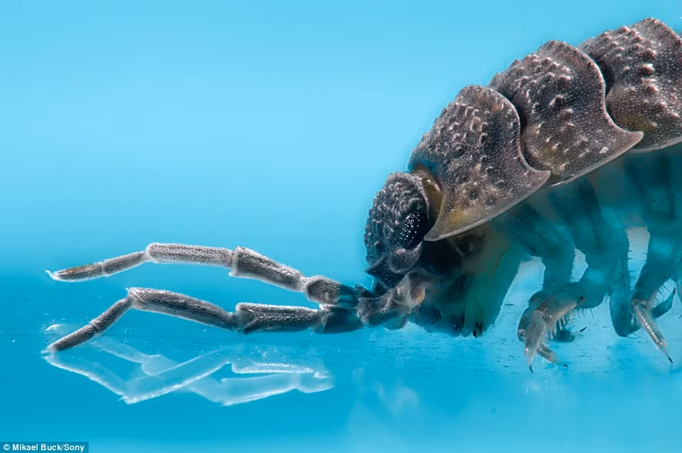 Bọ woodlouse nghênh ngang khoe râu.