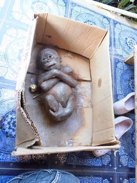 Gito là một con đười ươi mồ côi, khi được các nhân viên cứu hộ tìm thấy, con vật đang lịm đi trong một chiếc thùng các tông đầy nước tiểu hôi thối, mọi người nghĩ rằng Gito đã chết, trông nó chẳng khác nào một chú đười ươi xác ướp.