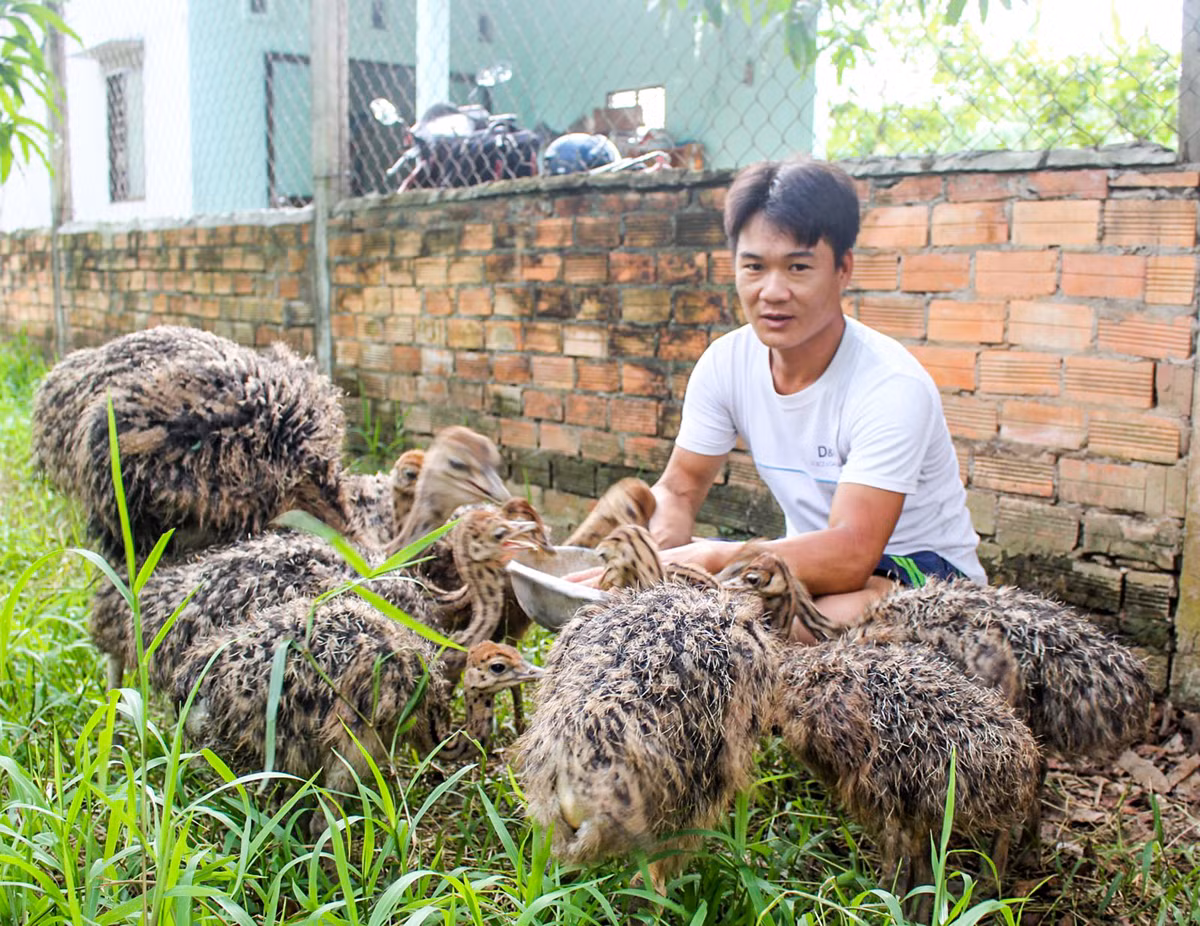 Trần Văn Toản đang chăm sóc đàn đà điểu giống. Trần Văn Toản đang chăm sóc đàn đà điểu giống.