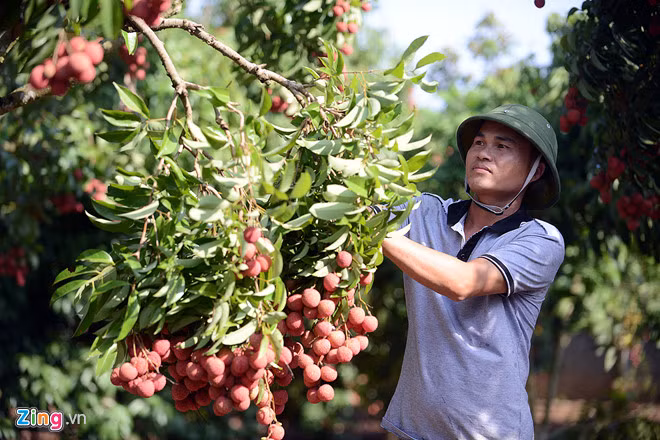 Năm nay vải thiều Bắc Giang được mùa lớn. Ảnh: Lê Hiếu.