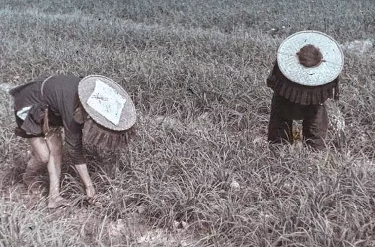 Hai nông dân đang nhổ cỏ ngoài đồng. Ảnh xilu