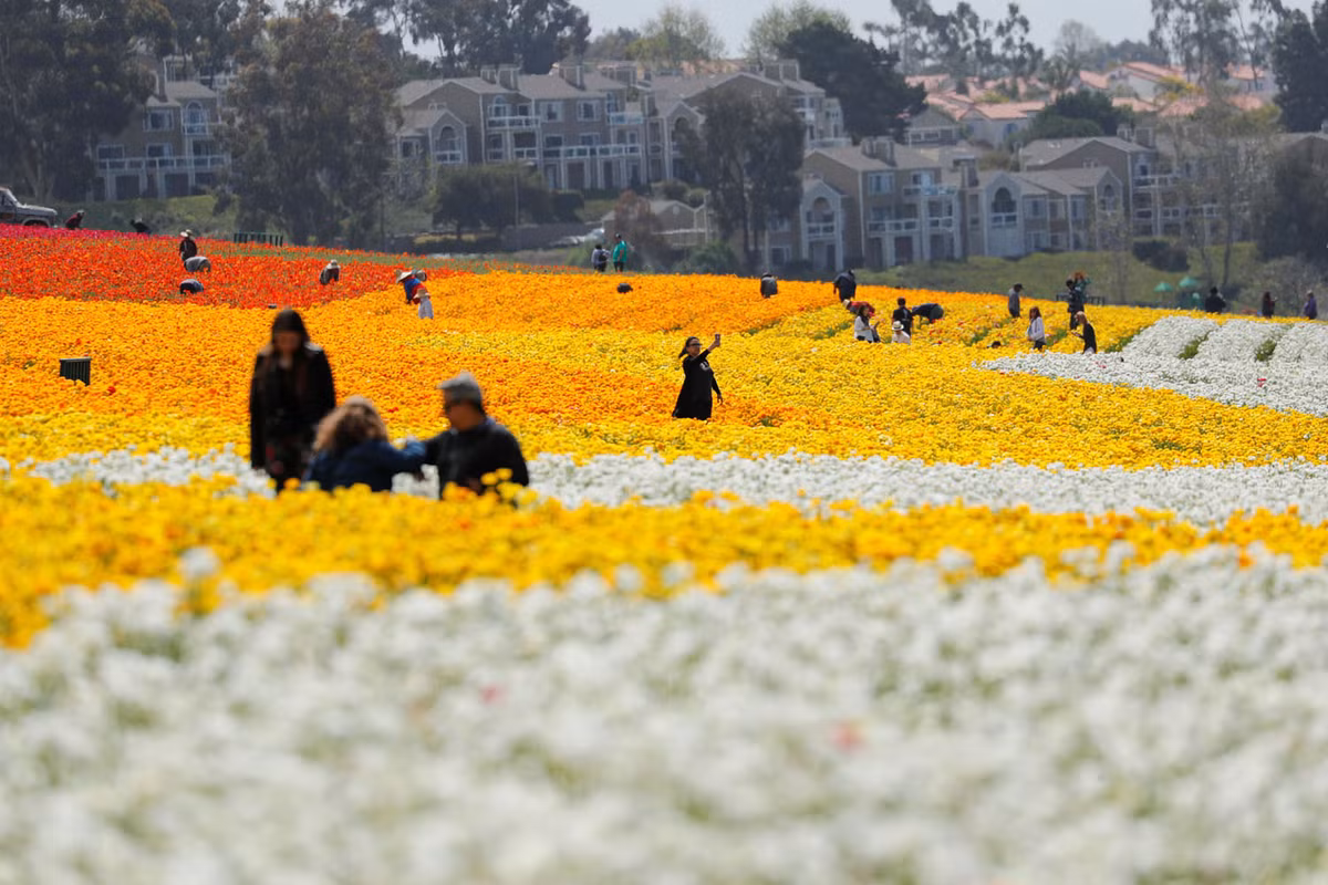 Cánh đồng hoa khổng lồ với diện tích hơn 50 mẫu ở Carlsbad, California.