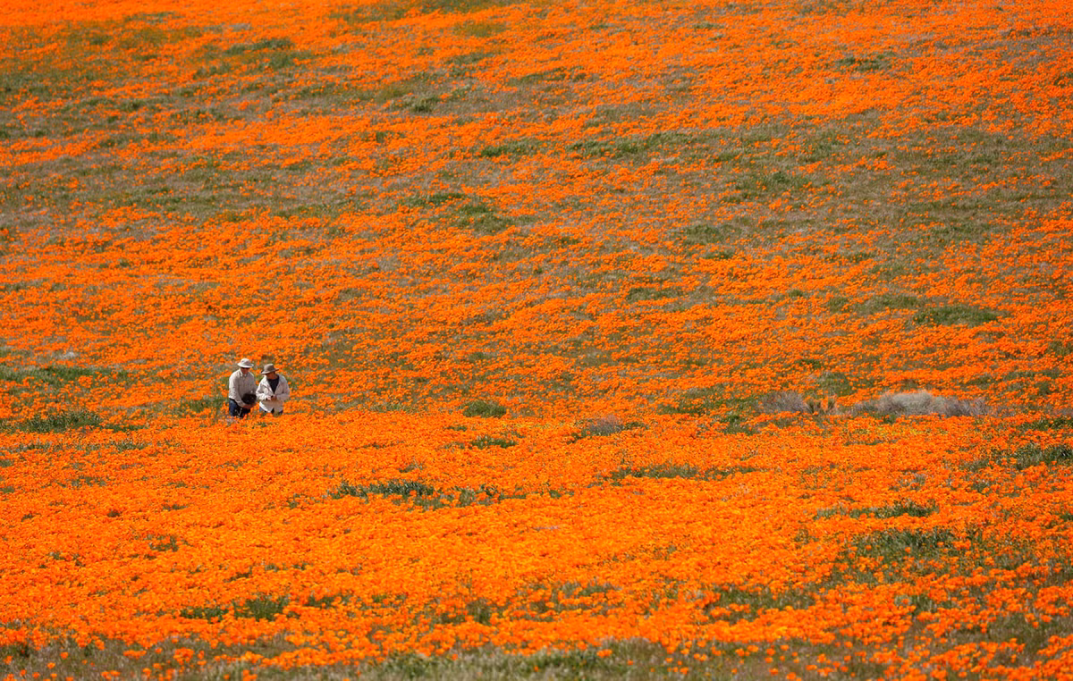 CÁnh đồng hoa ở Lancaster, California, Mỹ.