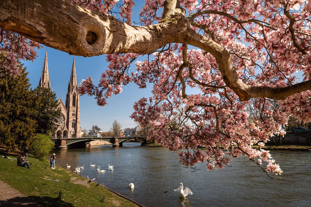 Cây hoa mộc lan khoe sắc bên cạnh khu trung tâm Strasbourg, Pháp.