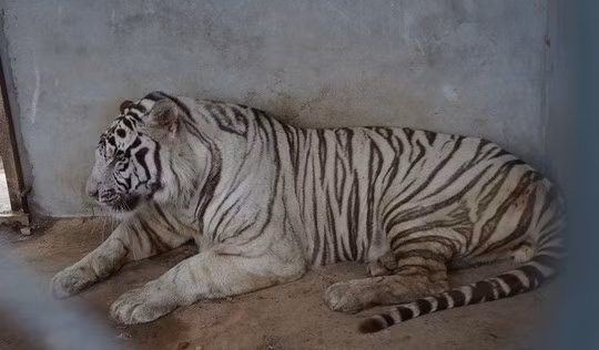 Được biết, các động vật hoang dã được nuôi ở khu sinh thái này đều có giấy phép của các cơ quan chức năng liên quan.