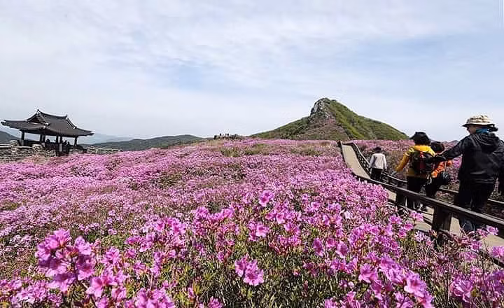  Núi Hwangmaesan: Một trong những địa điểm nổi tiếng ở Sancheong phải nhắc đến là núi Hwangmaesan. Ngọn núi này cao 1.108 m, gồm 3 đỉnh núi là Habong, Jungbong và Sangbong, nằm giữa Sancheong và Hapeon. Du khách đến đây vào mùa xuân sẽ được ngắm hoa đỗ quyên nở khắp các triền núi. Khi tới đây vào mùa hè, bạn sẽ cảm nhận được không gian thoáng mát, dễ chịu. Khi thu sang, cả ngọn núi ngập trong tiếng chim hót khắp nơi. Du khách tới vào mùa đông có thể sẽ được ngắm đỉnh núi phủ tuyết. Ảnh: Feedtyi.