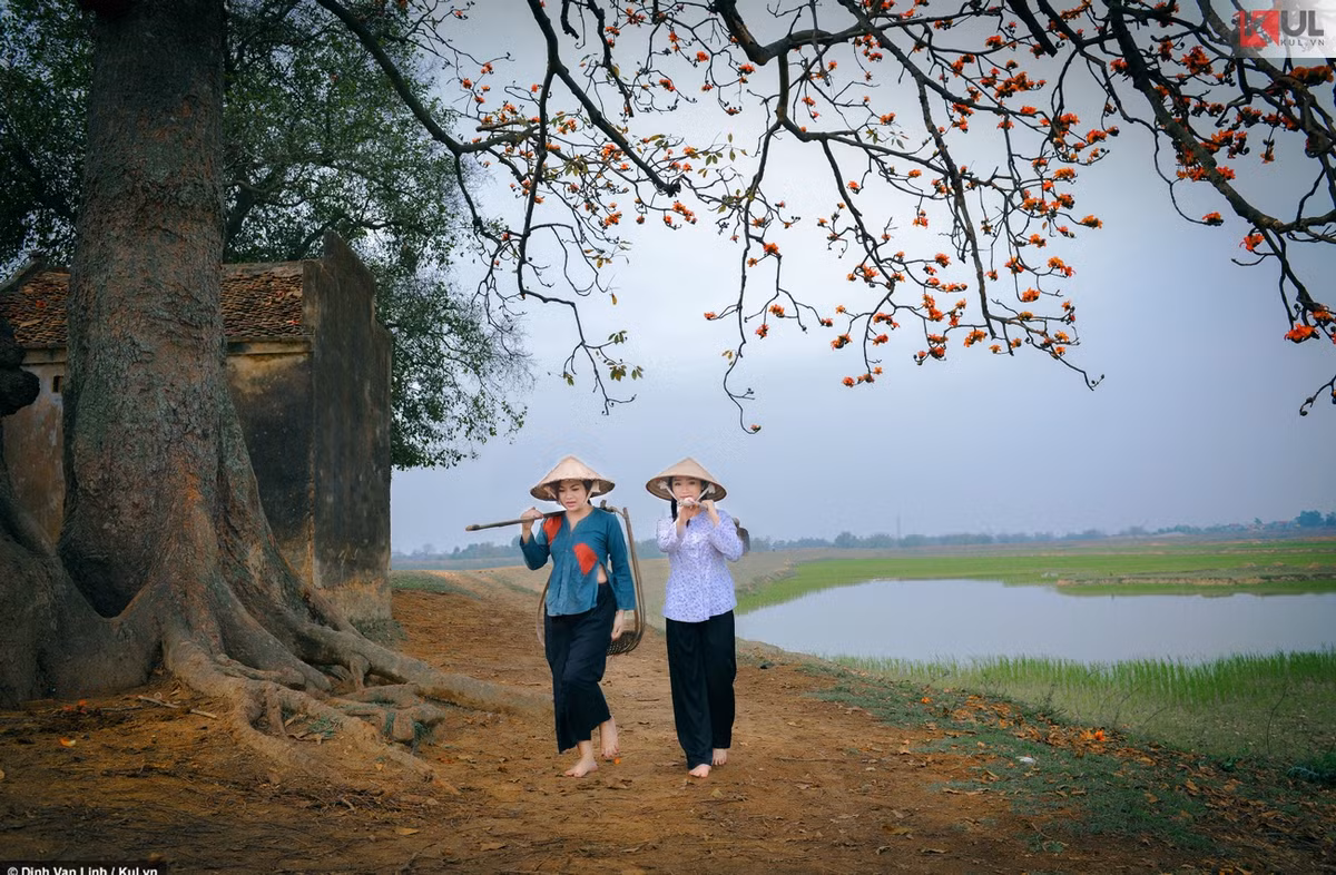 Hoa gạo đánh thức những nỗi niềm ký ức, nơi tuổi thơ lớn lên yên bình, nơi những nụ cười hồn nhiên một thuở vẫn như còn đâu đây.