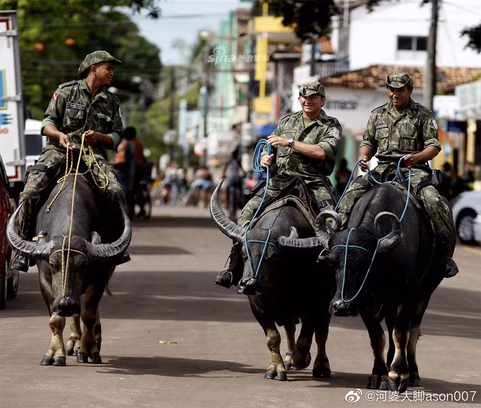 Các cảnh sát ở Brazil đều được huấn luyện cách thức sử dụng ngựa để đi tuần, riêng lực lượng trên đảo Marajo được học thêm một khoá ngắn ngày về cách thức... điều khiển trâu. Về cơ bản, cách "lái" hai loại động vật này cũng không có nhiều khác biệt. Nguồn ảnh: Sina.