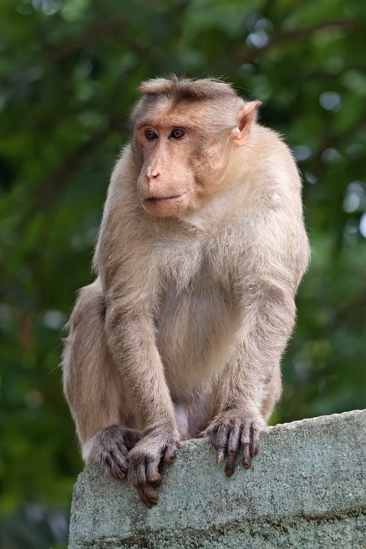 Thông thường, cứ 5 vị khách sẽ thưởng thức một bộ óc khỉ. Ảnh: wikimedia.