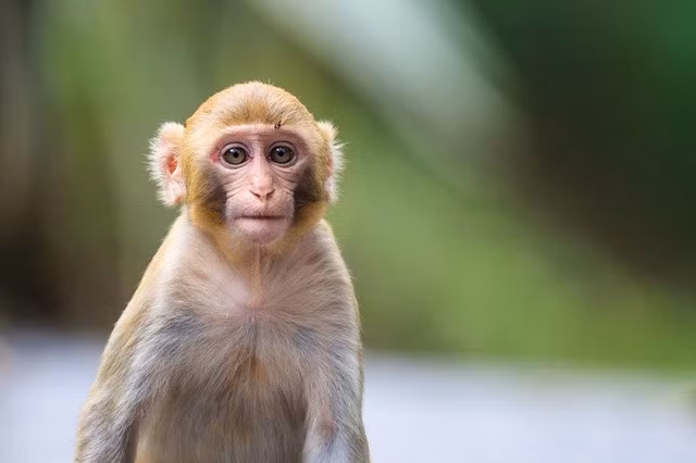 Mặc dù chưa có bằng chứng nào cho thấy óc khỉ có bổ dưỡng thật hay không, nhưng việc ăn óc khỉ như vậy rất dễ gây tử vong bởi căn bệnh Creutzfeldt-Jakob. Ảnh: vnreview.