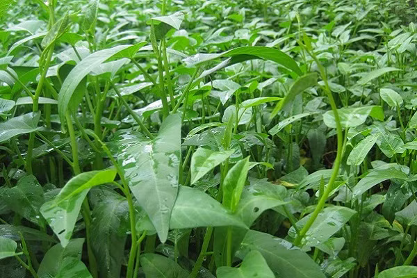 Trẻ em ăn rau muống nhiễm chì càng có nguy cơ bị ảnh hưởng hơn. Biểu hiện cấp tính có thể là ngộ độc, nôn mửa, co giật. Ảnh: caythuocdangian.