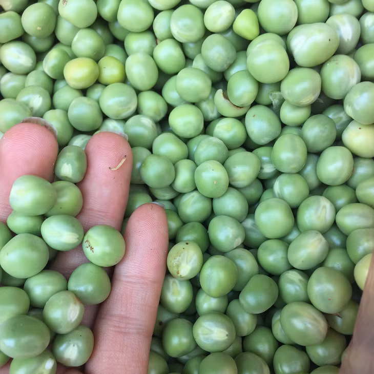 Một chén đậu Hà Lan có thể cung cấp cho bạn tới 2 miligam sắt. Ảnh: hoaquasachdalat.