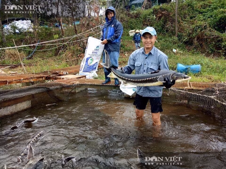Nuoi thu ca nhin nhu tau ngam, 
