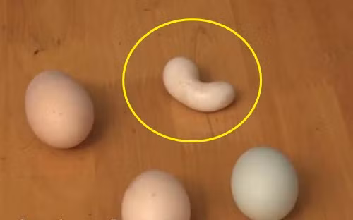 Lý giải bí ẩn gà đẻ ra trứng hình hạt đậu Ly giai bi an ga de ra trung hinh hat dau