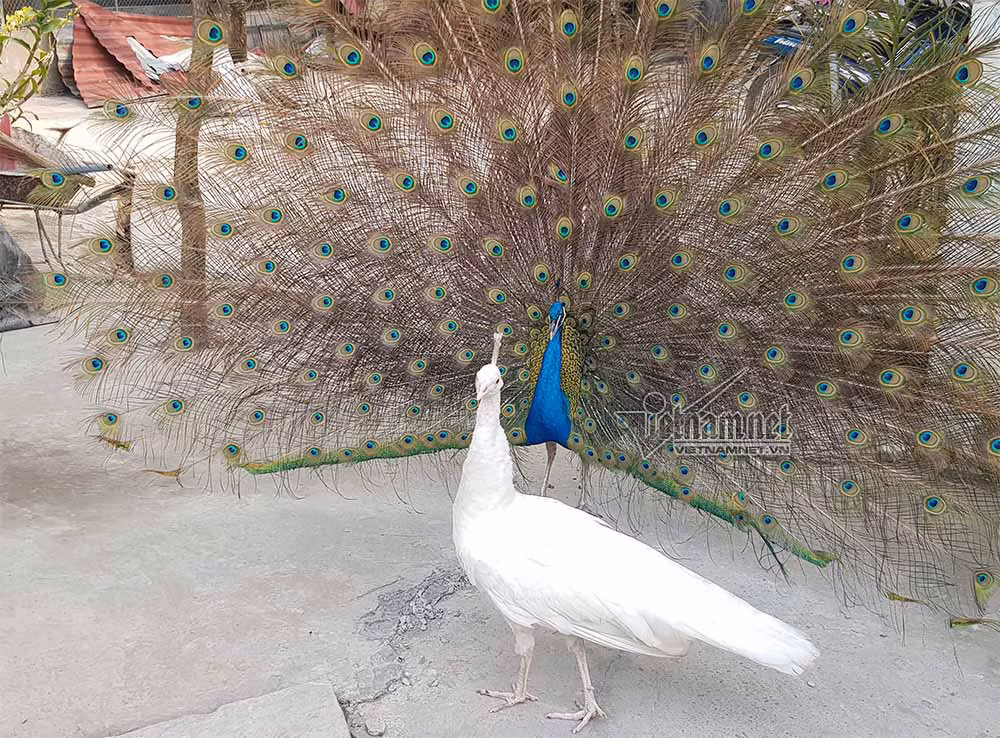 Những con chim khổng tước rất quý hiếm, nằm trong sách đỏ được nhà chùa nuôi nấng, bảo tồn trong mấy năm gần đây. Cơ quan chức năng cũng đã cấp giấy phép. Hiện nay, nhà chùa có khoảng 11 chim khổng tước xanh và trắng trưởng thành cùng rất nhiều chim con. Ngoài chim công xanh, trong chùa còn có chim công trắng hay còn gọi bạch khổng tước