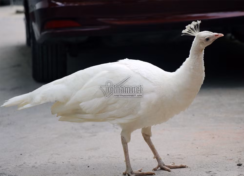 Trung bình, mỗi chim khổng tước mái đẻ khoảng 5 - 6 trứng, cá biệt ở đây có con đẻ 8 - 9 trứng. Chim khổng tước ấp trứng khoảng 28 ngày thì nở. Chim khổng tước thường ăn cám, thóc, các loại đậu, rau cải... Chim công trắng được tạo ra do sự đột biến gen di truyền thiếu sắc tố lông