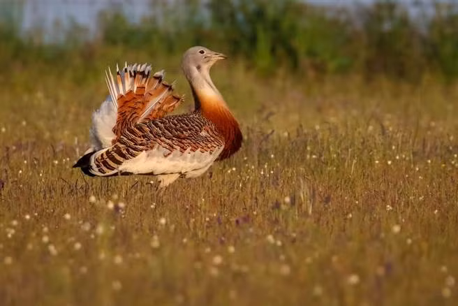 Giải "án oan" loài chim bị gọi là tú bà, kỹ nữ Giai
