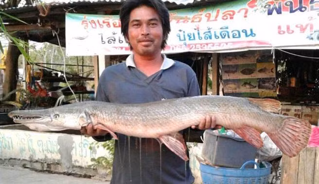 Ngu dan tom duoc 