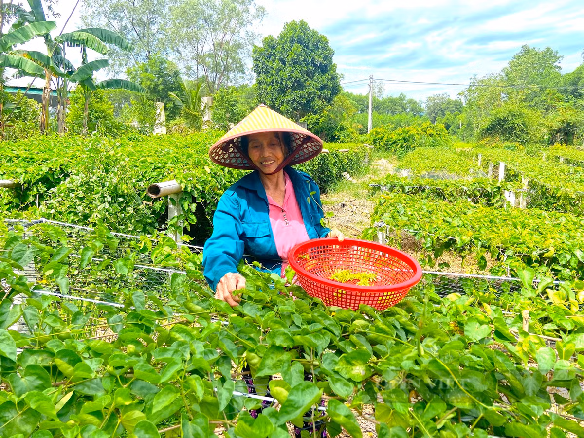 Mỗi ngày thu tiền triệu từ loại cây ra hoa phủ kín giàn - Hình 5 Moi ngay thu tien trieu tu loai cay ra hoa phu kin gian-Hinh-5
