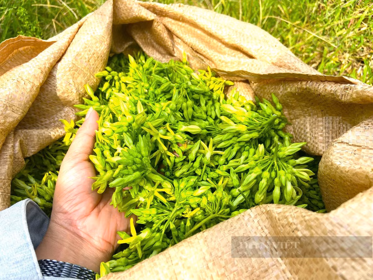 Mỗi ngày thu tiền triệu từ loại cây ra hoa phủ kín giàn - Hình 4 Moi ngay thu tien trieu tu loai cay ra hoa phu kin gian-Hinh-4
