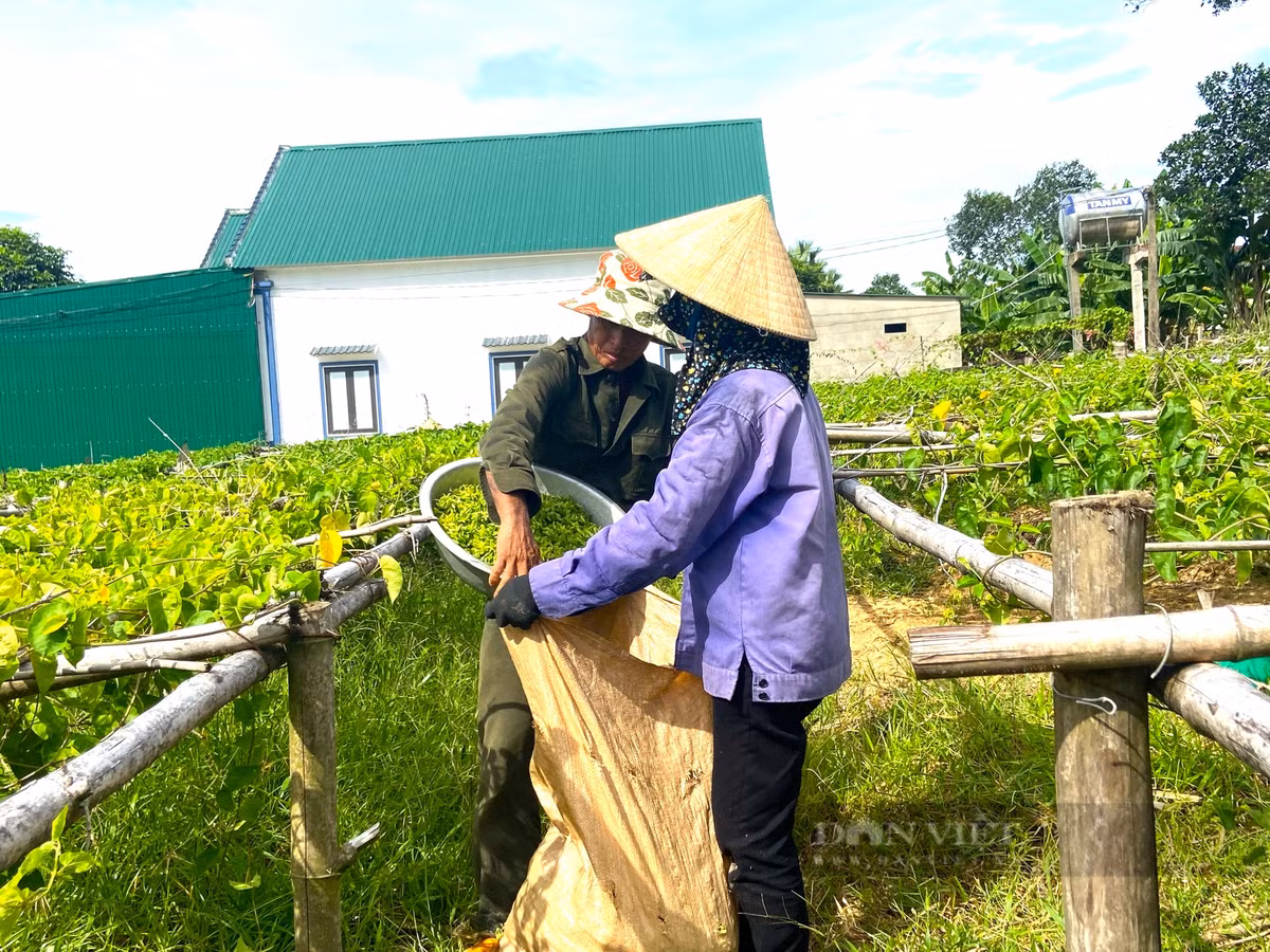 Mỗi ngày thu tiền triệu từ loại cây ra hoa phủ kín giàn - Hình 7 Moi ngay thu tien trieu tu loai cay ra hoa phu kin gian-Hinh-7
