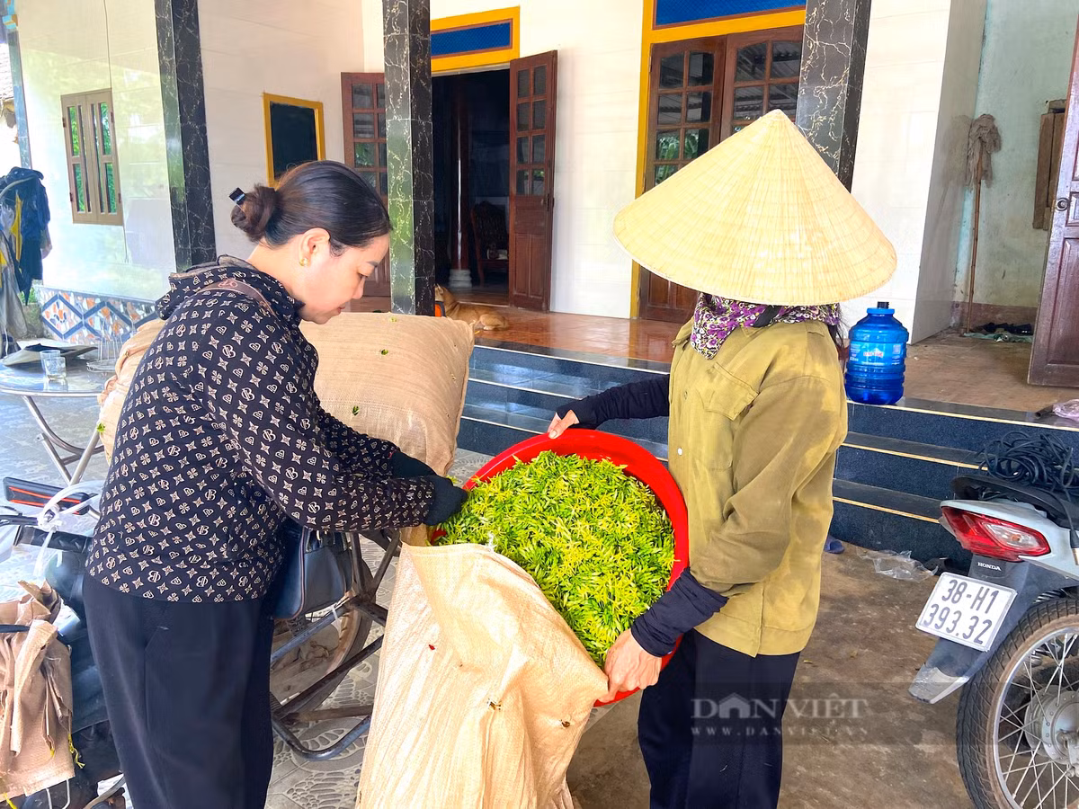 Mỗi ngày thu tiền triệu từ loại cây ra hoa phủ kín giàn - Hình 8 Moi ngay thu tien trieu tu loai cay ra hoa phu kin gian-Hinh-8