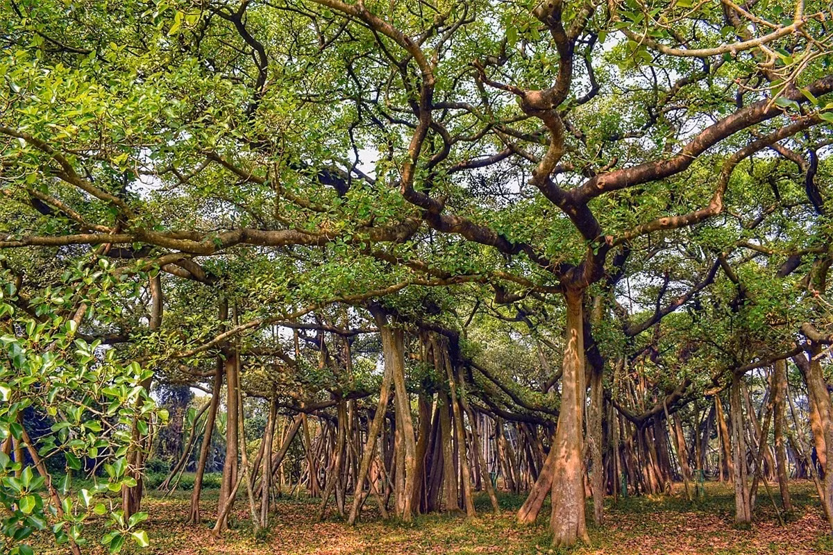 Cay da co thu rong nhat the gioi: Cao bang nha 6 tang-Hinh-3