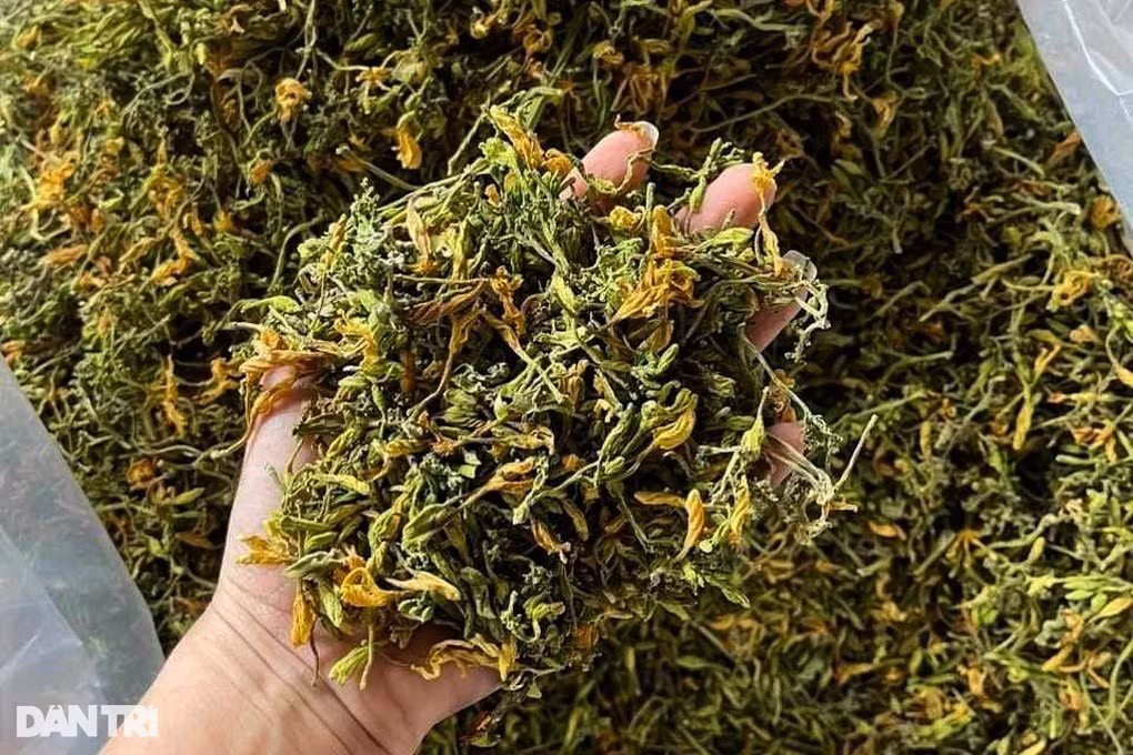 Rủ nhau trồng thứ đu đủ “điếc”, không ngờ nhặt tiền đã tay - Hình 5 Ru nhau trong thu du du “diec”, khong ngo nhat tien da tay-Hinh-5