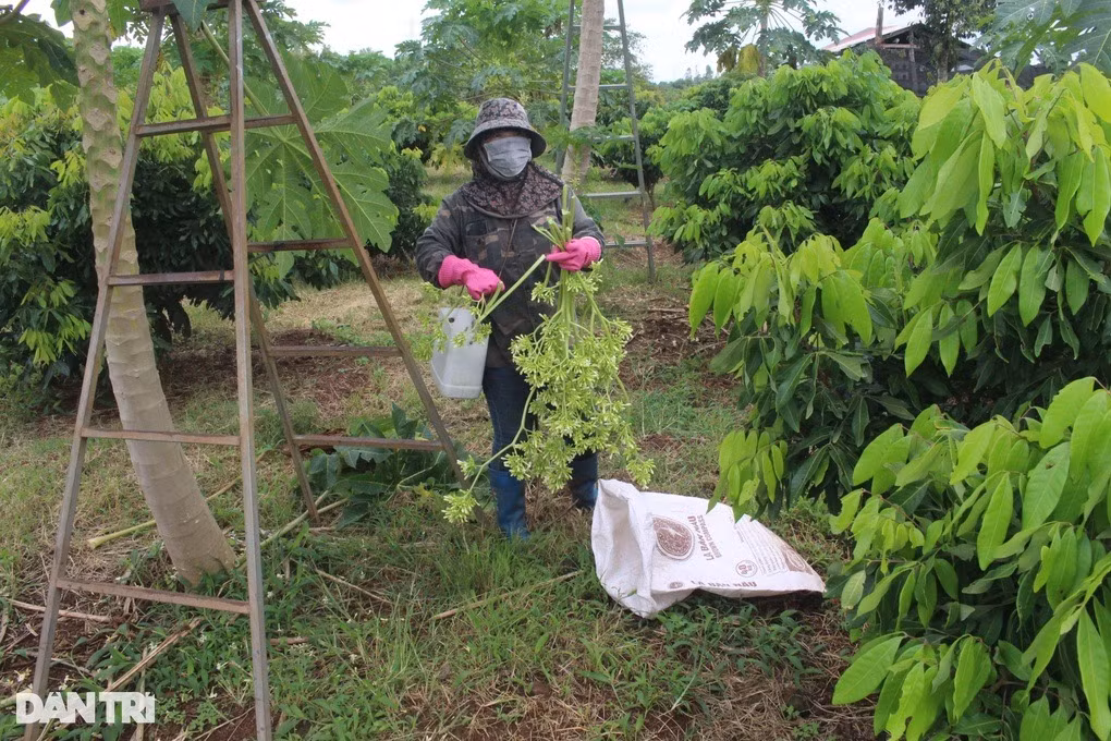 Rủ nhau trồng thứ đu đủ “điếc”, không ngờ nhặt tiền đã tay - Hình 3 Ru nhau trong thu du du “diec”, khong ngo nhat tien da tay-Hinh-3