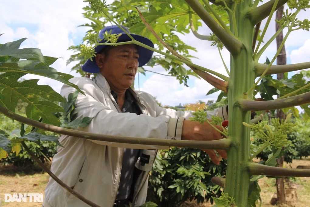 Rủ nhau trồng thứ đu đủ “điếc”, không ngờ nhặt tiền đã tay - Hình 2 Ru nhau trong thu du du “diec”, khong ngo nhat tien da tay-Hinh-2
