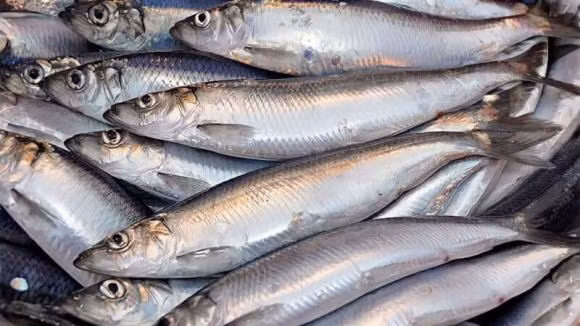 Loại cá chứa omega 3 giống như cá hồi nhưng rẻ hơn - Hình 2 Loai ca chua omega 3 giong nhu ca hoi nhung re hon-Hinh-2