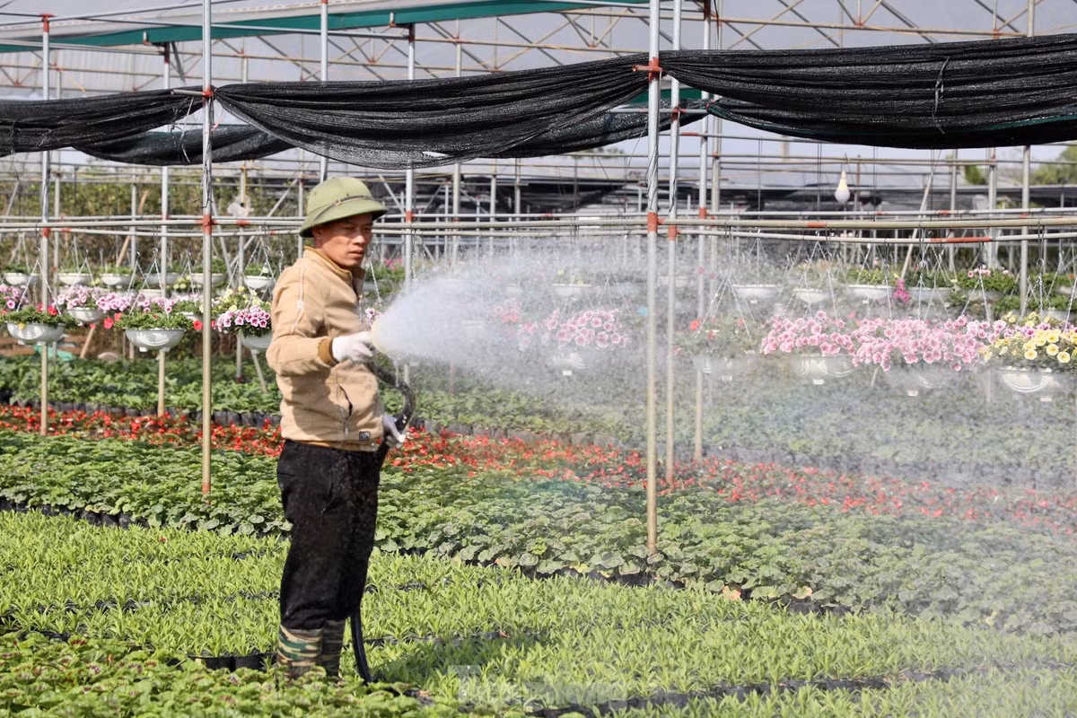 Thu phu hoa noi tieng mien Bac ruc ro sac mau buoc vao vu Tet-Hinh-20