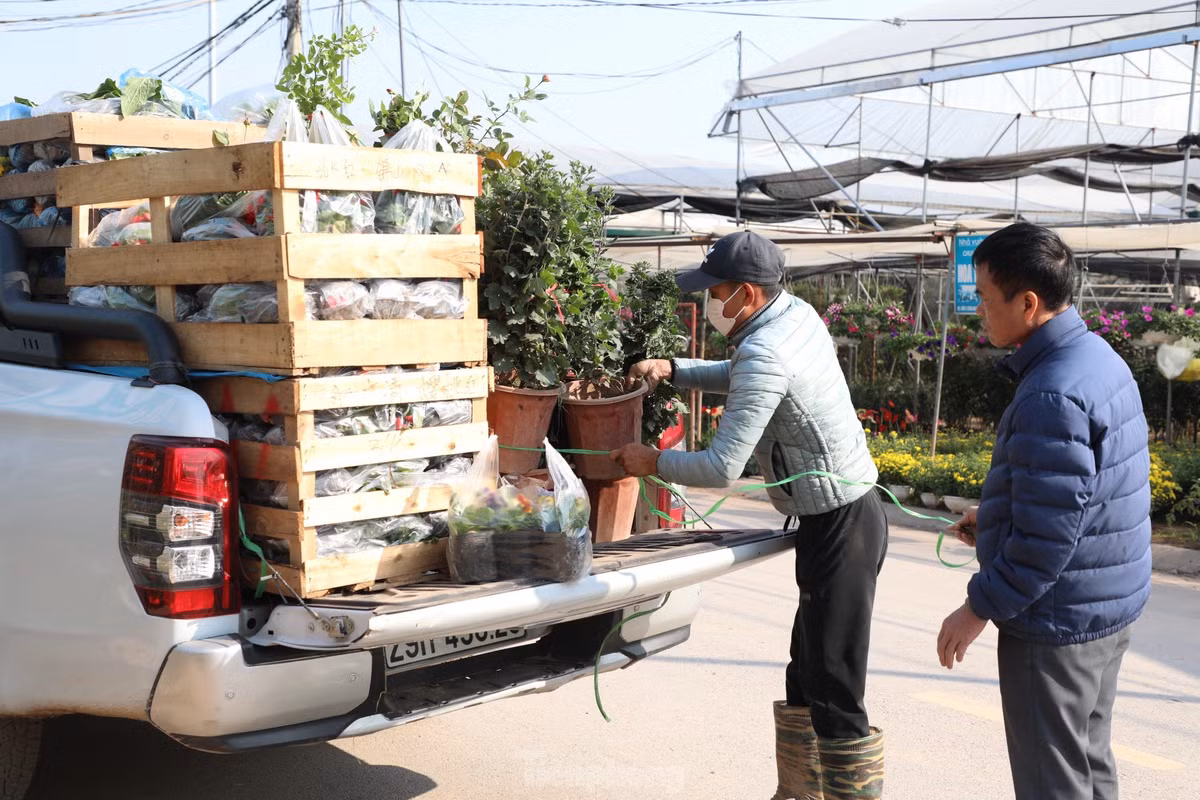 Thu phu hoa noi tieng mien Bac ruc ro sac mau buoc vao vu Tet-Hinh-10