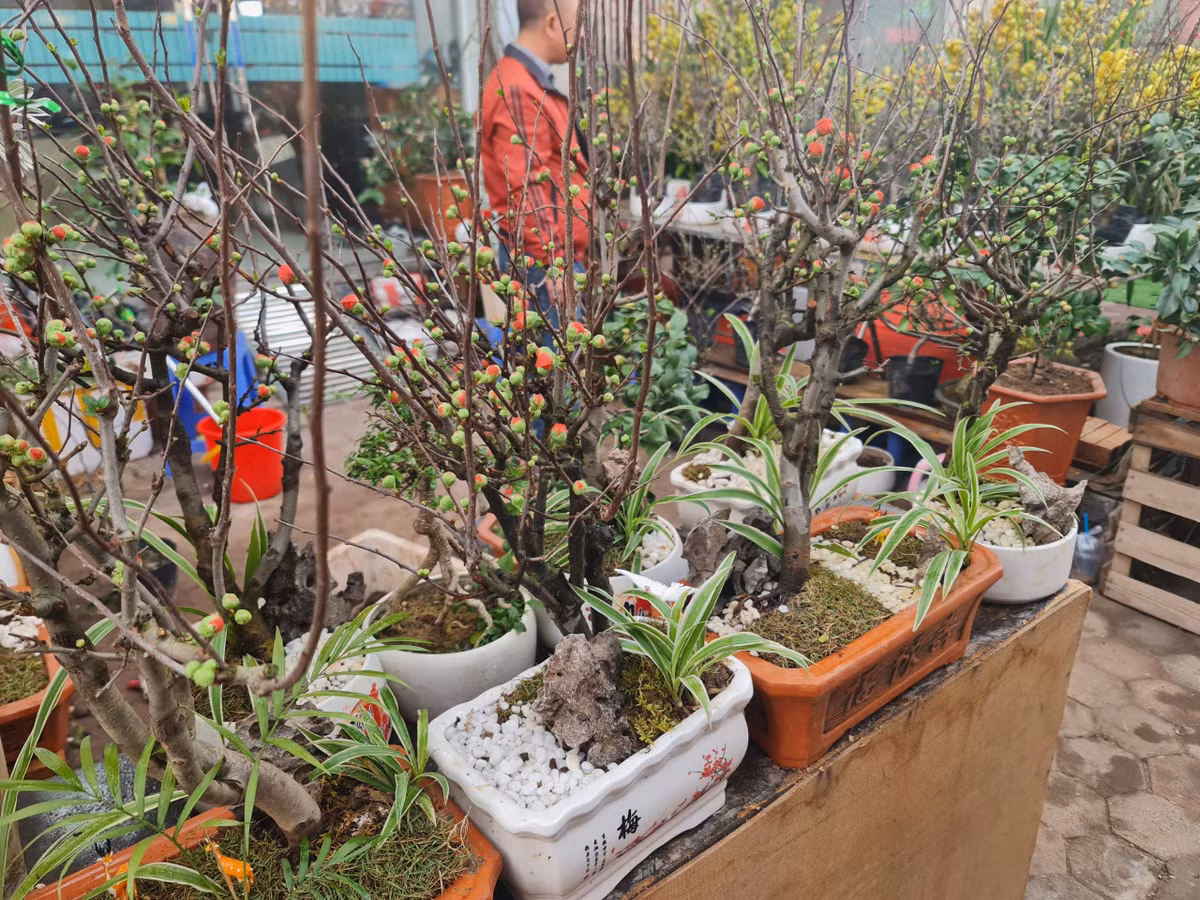 Một số loại cây cảnh khác ít phổ biến hơn như mai đỏ Nhật Bản có giá khoảng 500.000 - 600.000 đồng/cây.