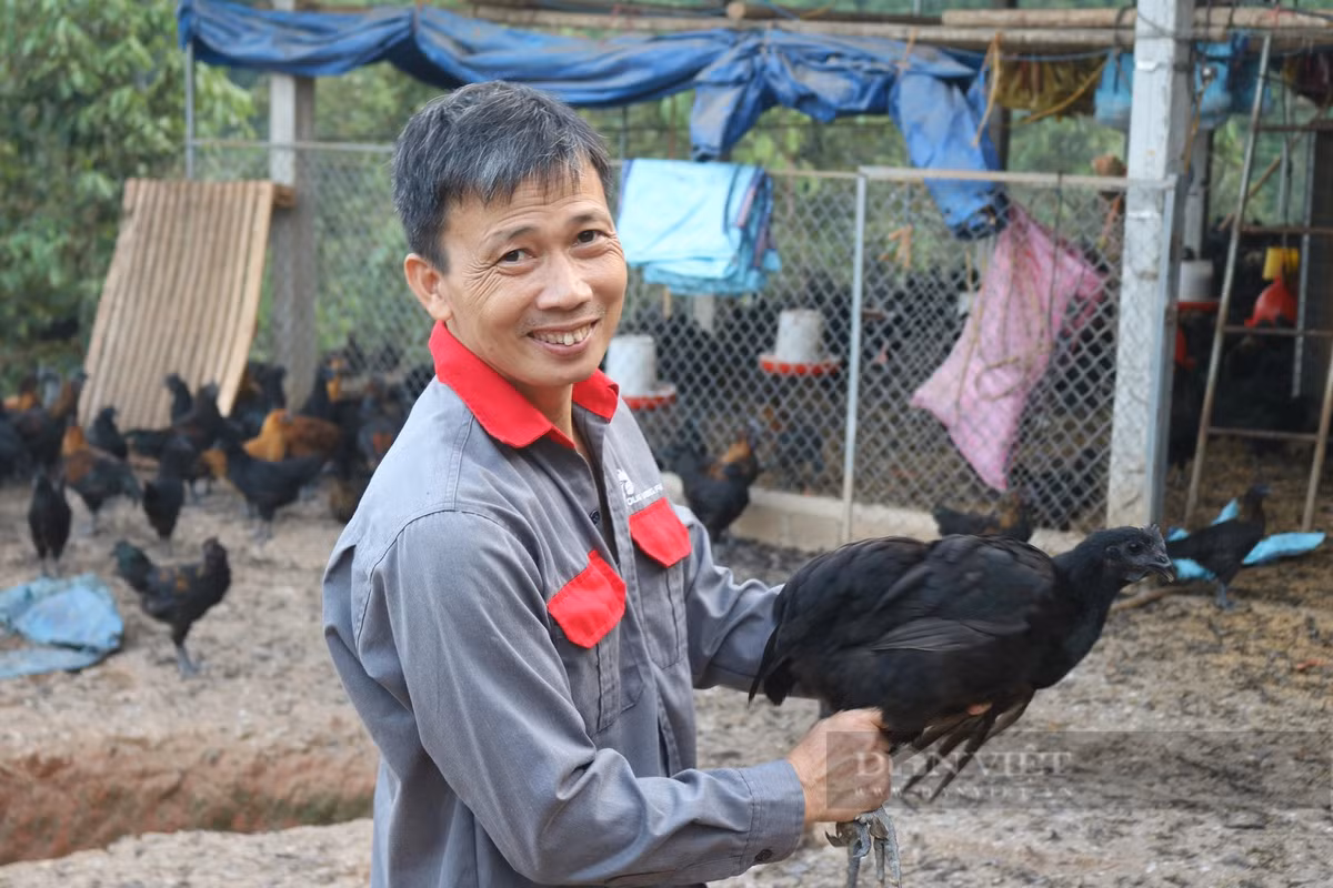 Tỷ phú nuôi gà thả vườn ở Lào Cai, giám sát - Hình 5 Ty phu nuoi ga tha vuon o Lao Cai, giam sat-Hinh-5