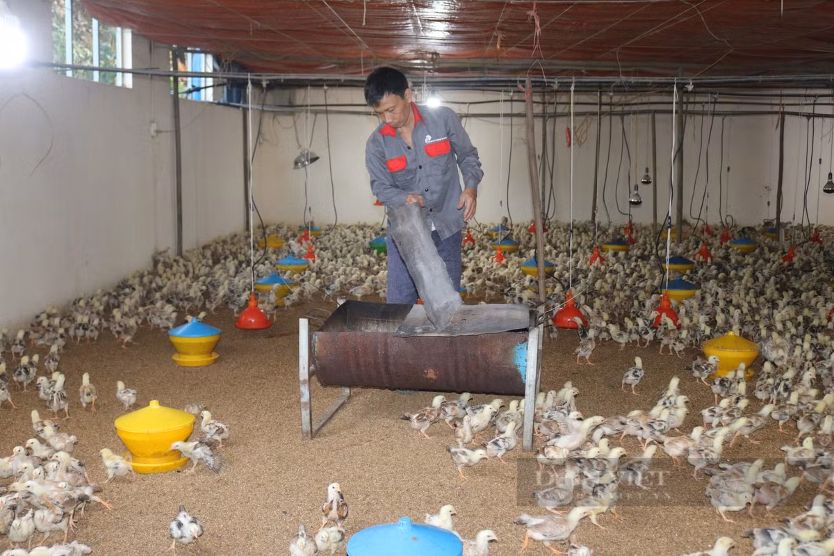 Tỷ phú nuôi gà thả vườn ở Lào Cai, giám sát - Hình 4 Ty phu nuoi ga tha vuon o Lao Cai, giam sat-Hinh-4