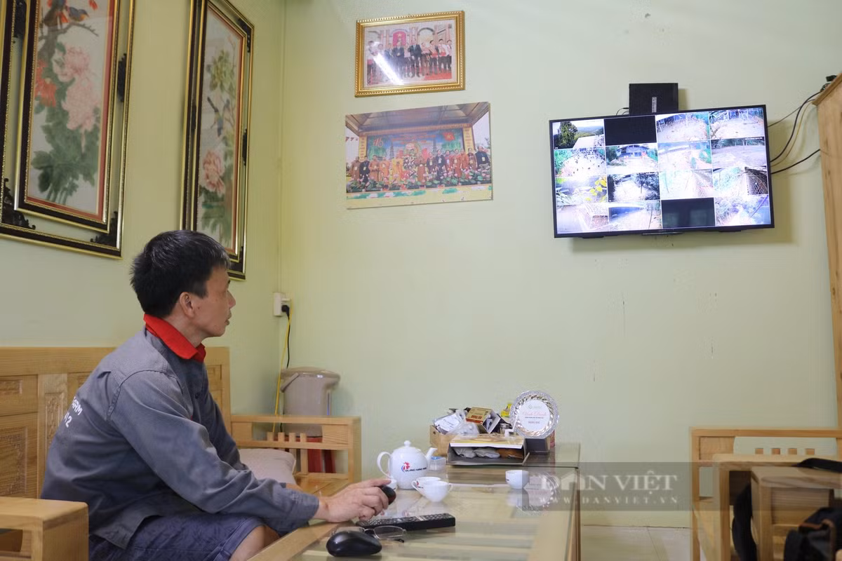 Tỷ phú nuôi gà thả vườn ở Lào Cai, giám sát - Hình 6 Ty phu nuoi ga tha vuon o Lao Cai, giam sat-Hinh-6