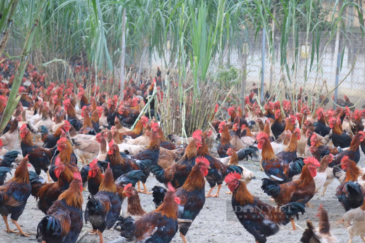 Tỷ phú nuôi gà thả vườn ở Lào Cai, giám sát Ty phu nuoi ga tha vuon o Lao Cai, giam sat
